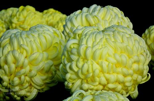 一朵菊花開出七種顏色？用手持氣象站促進(jìn)菊花的種植